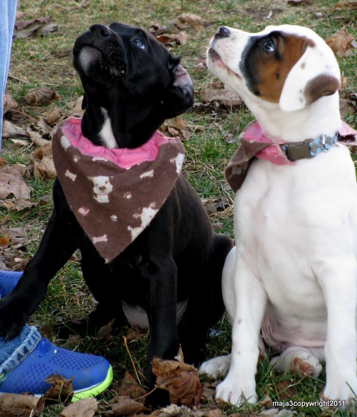 My Grandpuppies, I love the expression on their fa...