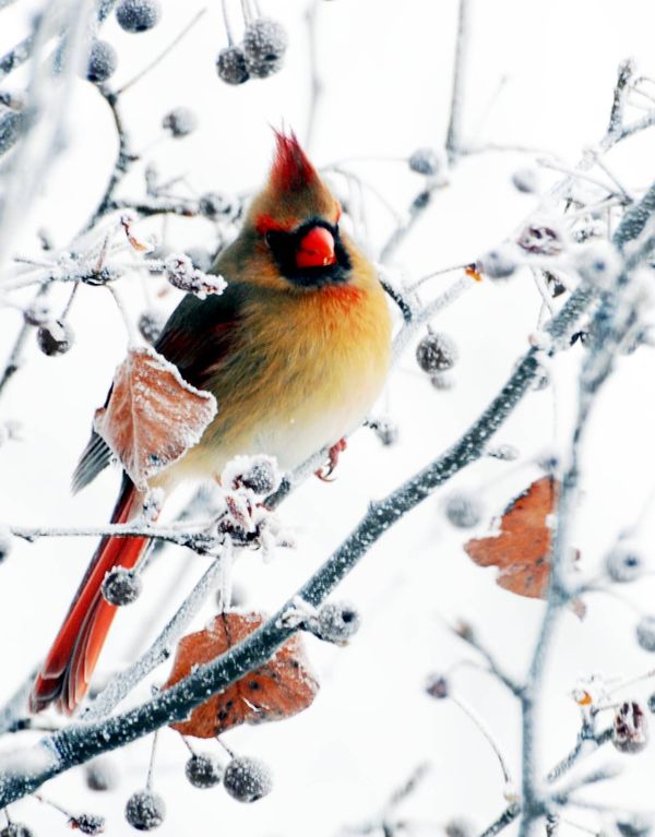 female cardinal in winter...