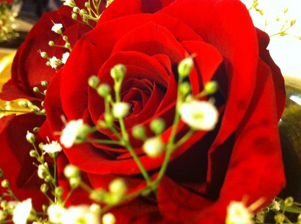 Taken with my iphone "Table Center Piece"...