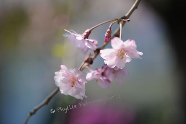 Some spring blossoms...