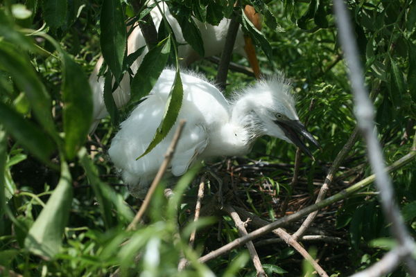 Baby Egret...