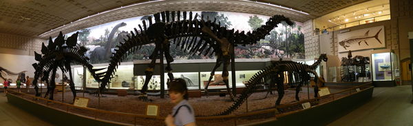A dinosaur at the Yale Univ Museum of Natural Hist...
