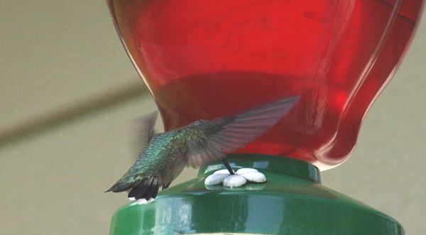 First hummingbird..Manual set, f/5.6, ISO400, 150m...