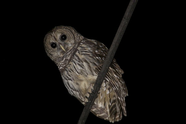 Hooty on a wire...