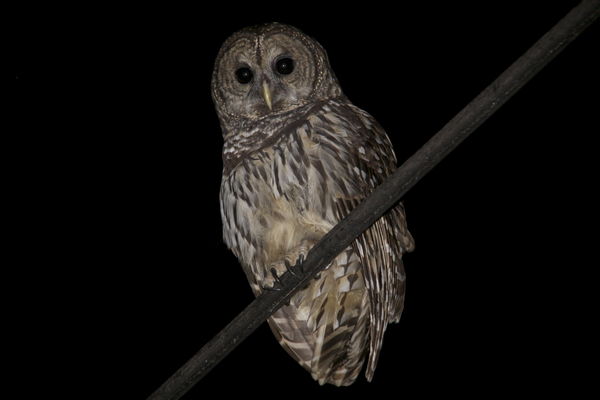 Barred Hoot Owl 1...