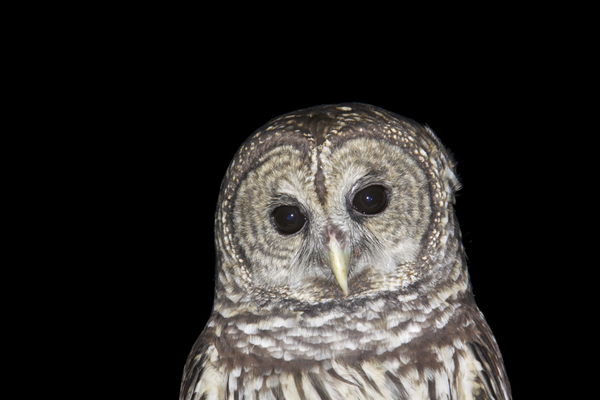 Hoot Owl 2...