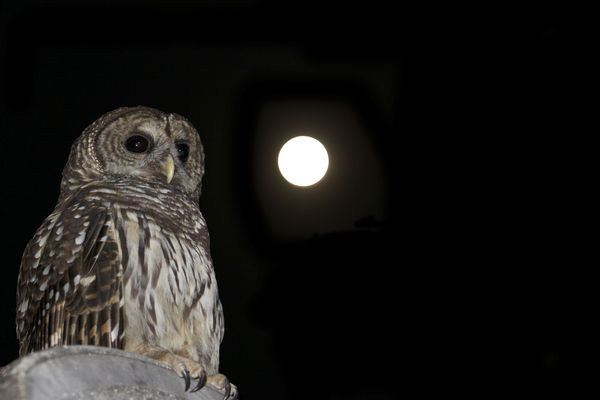 Hoot Owl 3 w/moon shot...