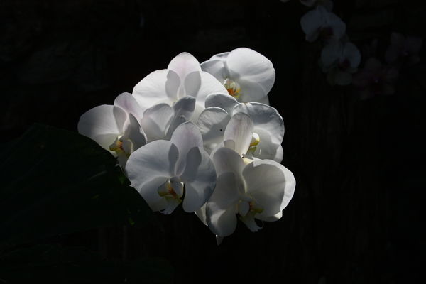 White Flowers...