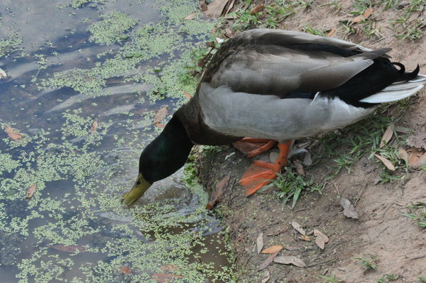 duck...