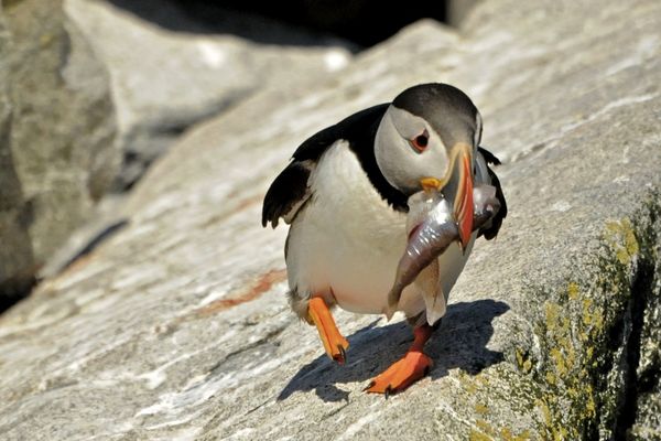 Puffin with a Fish for it's Baby...