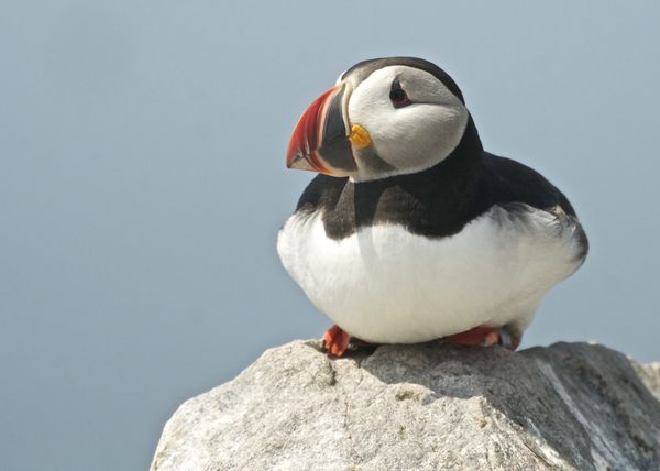 Puffin sitting on a Rock...
