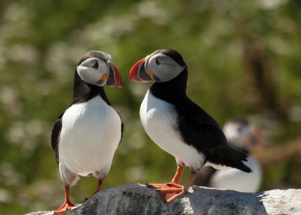 Two Puffins Kissing...