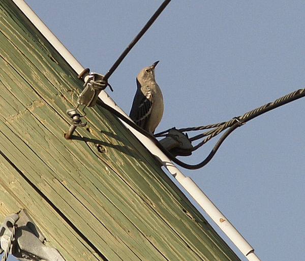 Mockingbird on a wire...