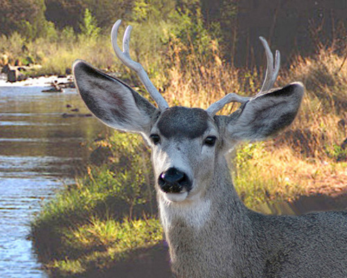 Deer in California-river in Arizona...