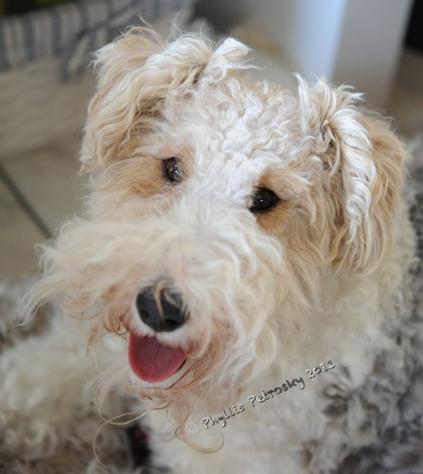 My name is Koobuss and I am a Wire Fox Terrier...