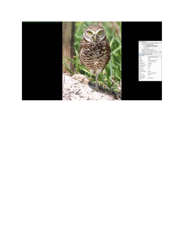 Burrowing Owl - Florida...