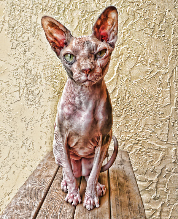 What is Fur Fur Any Way  (Hairless Phynix cat)...