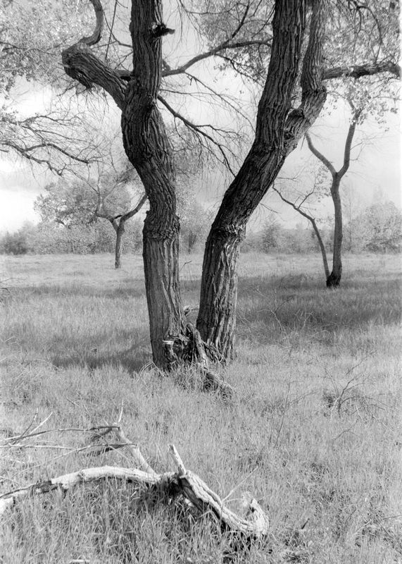 Some cottonwoods back 20 years ago or so when we s...