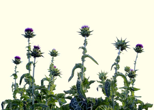 A cluster of thistles at one of our local lake par...