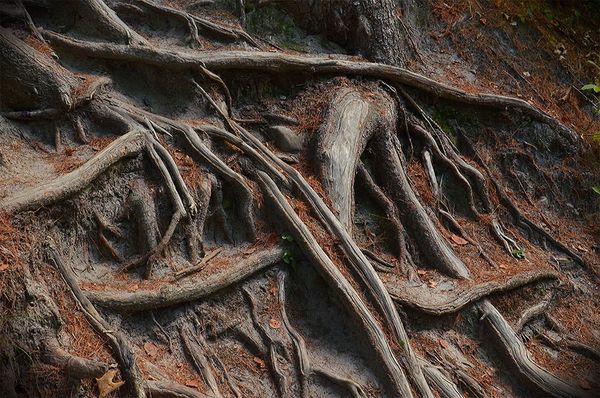 Starved Rock, IL - Tree Roots...