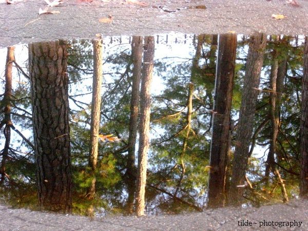 Reflections (one of a set of various reflections i...