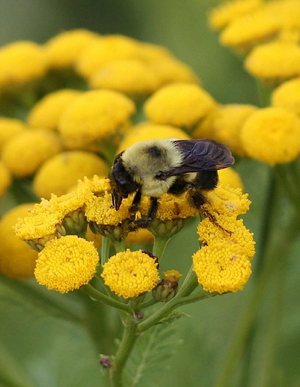 Busy bumblebee...