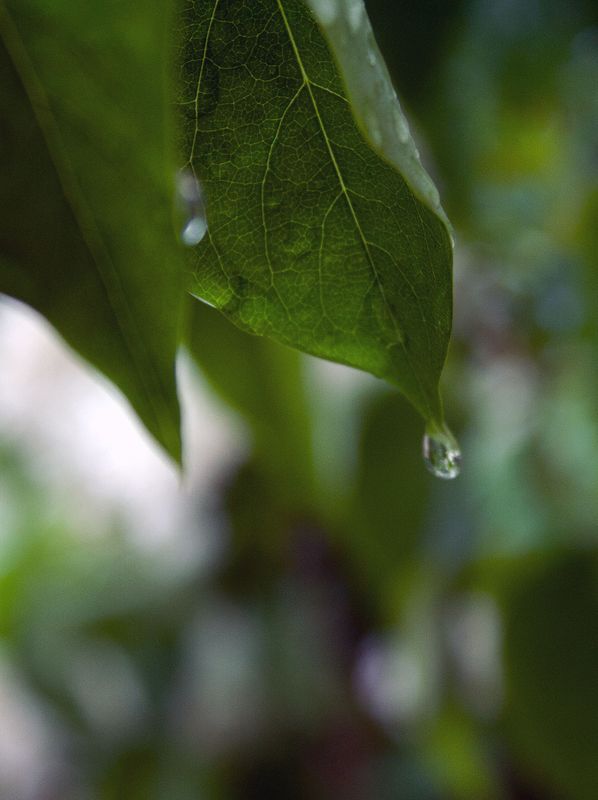 Lilac Bush in the rain...