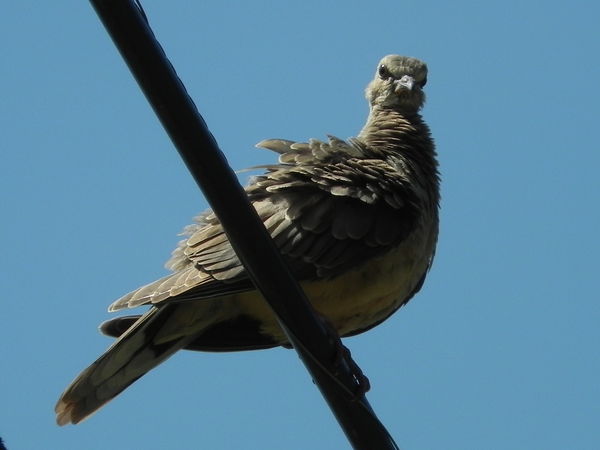 Bird on a Wire...