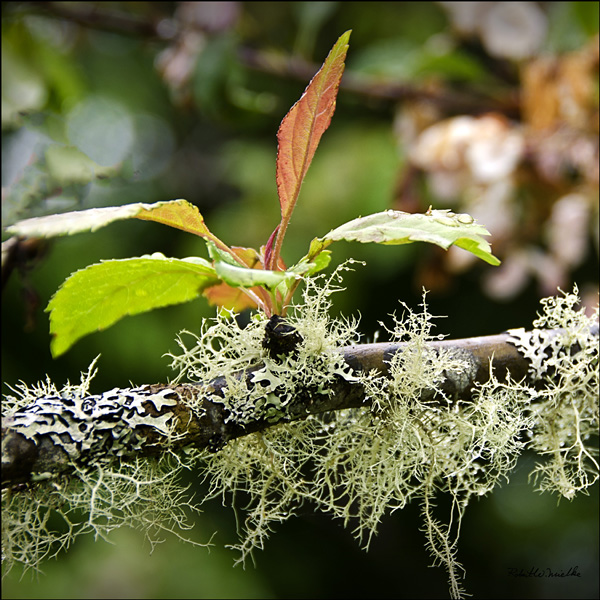 Lichen On a Dead Branch...