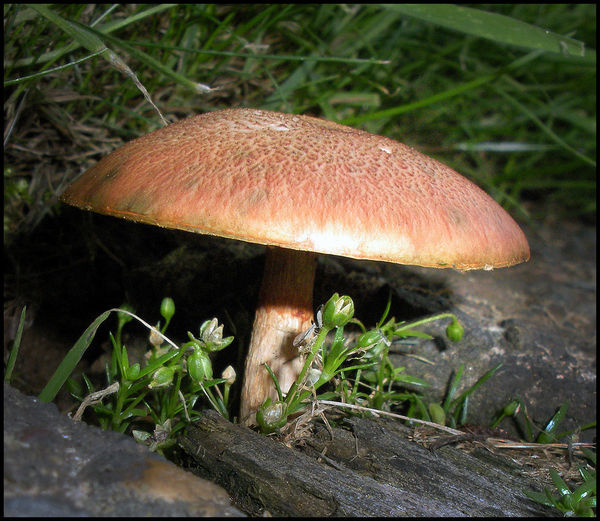 Tiny Mushroom in Sidewalk Crack...