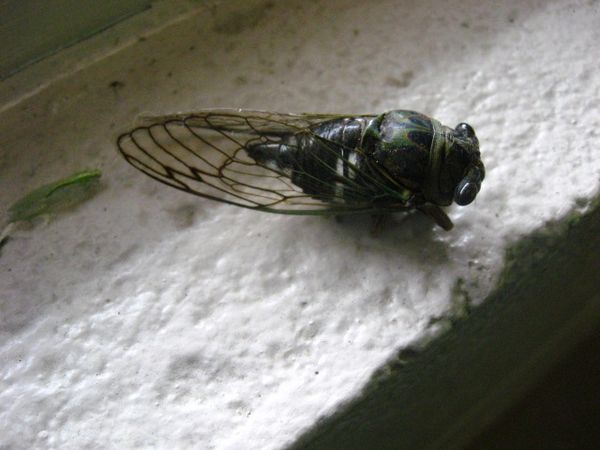 Dead cicada on a stoop...
