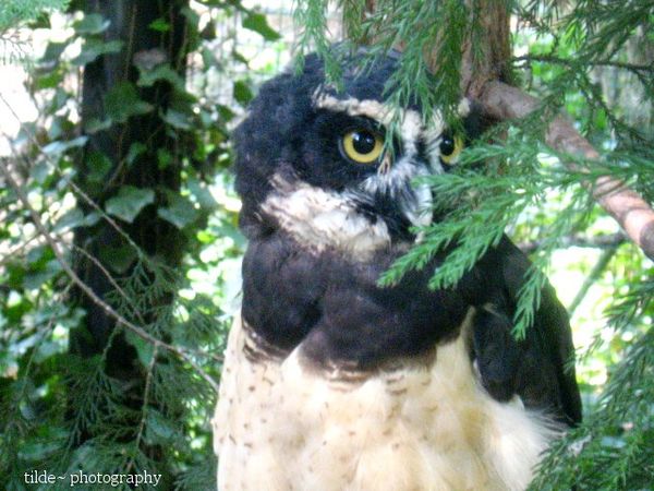 Spectacled Owl at the Salisbury Zoo...