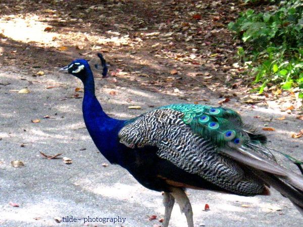 Peacock at the Salisbury Zoo...