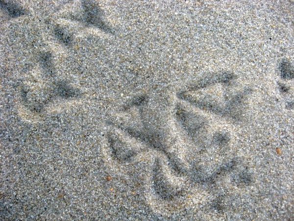 Seagull footprints...