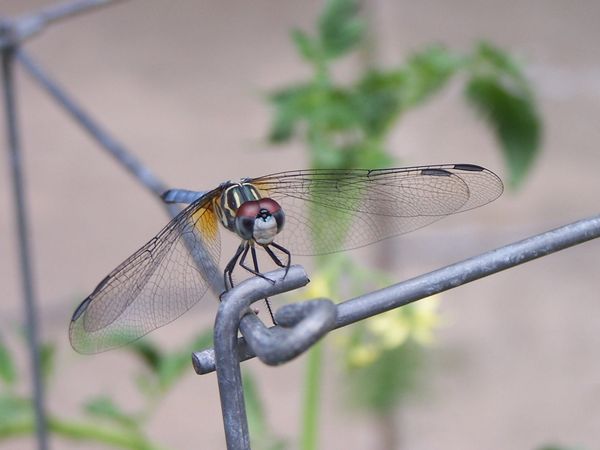 Dragon fly or helicopter...