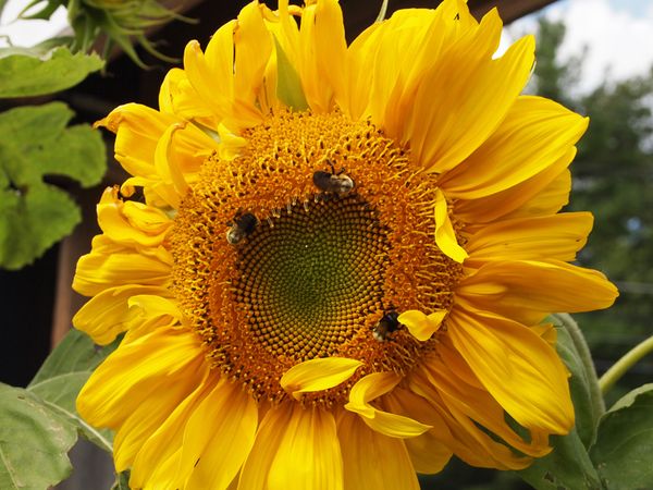 Sunflowers and honeybees...