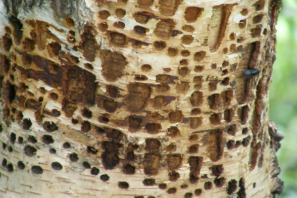 Woodpecker Made Holes in a Birch Tree...
