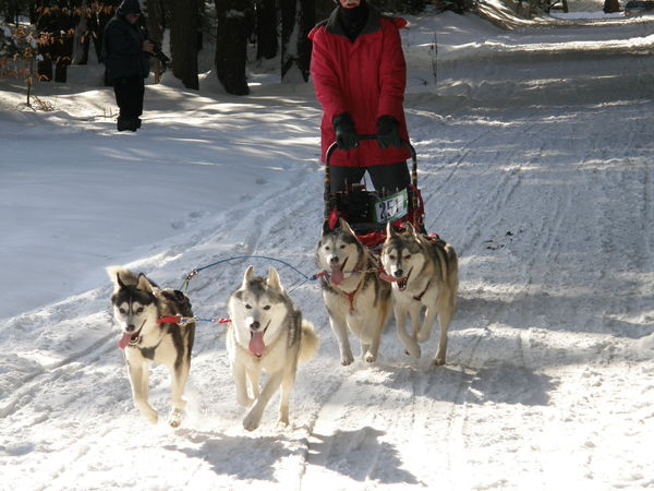 Winterfest Dog Sleigh Race Team...