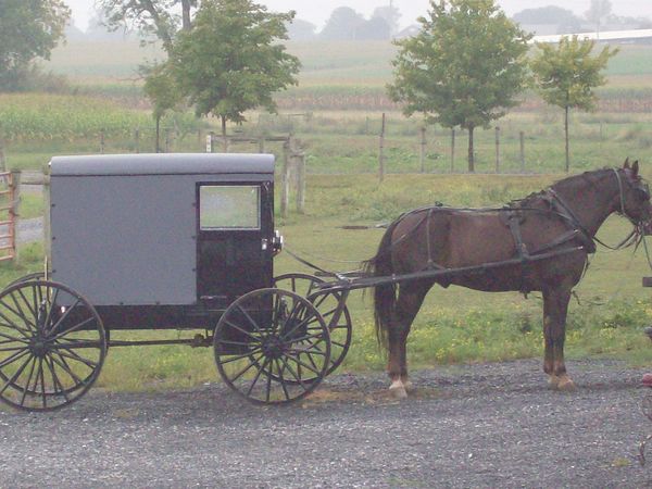 PA Amish Buggy and Horses...