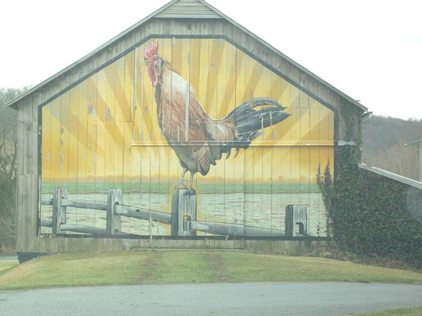 Mural of a Rooster at Dawn..Painted on a Barn...