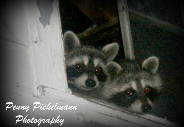 Two coons, cute but smelly...and brave...