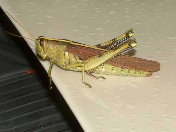 My grashopper...