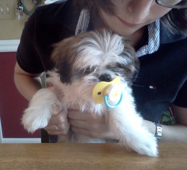 Puppy with pacifer?...