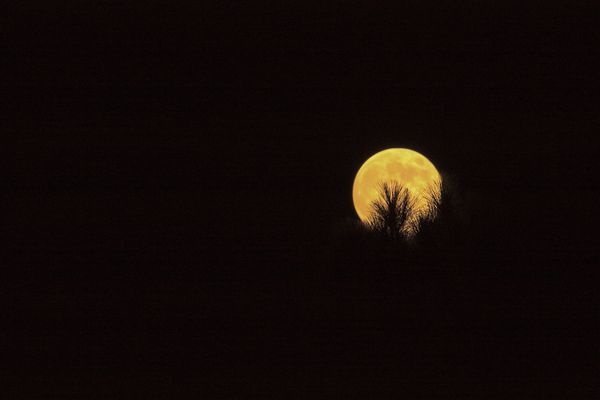 moon over a pine tree...