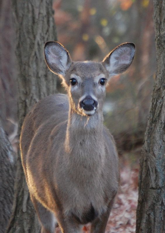 deer in backyard...