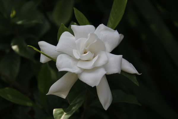 white flower unedited @-1...