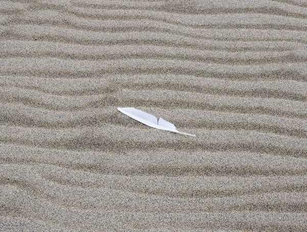 Gull feather on a lonely beach on Norton Sound...