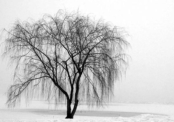 A cool willow......