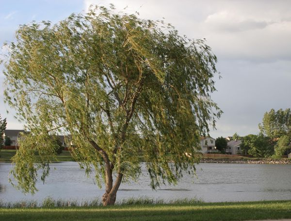 Here's the willow tree in Spring......