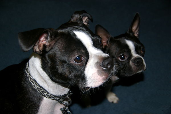 "Double Trouble" Boston Terriers...